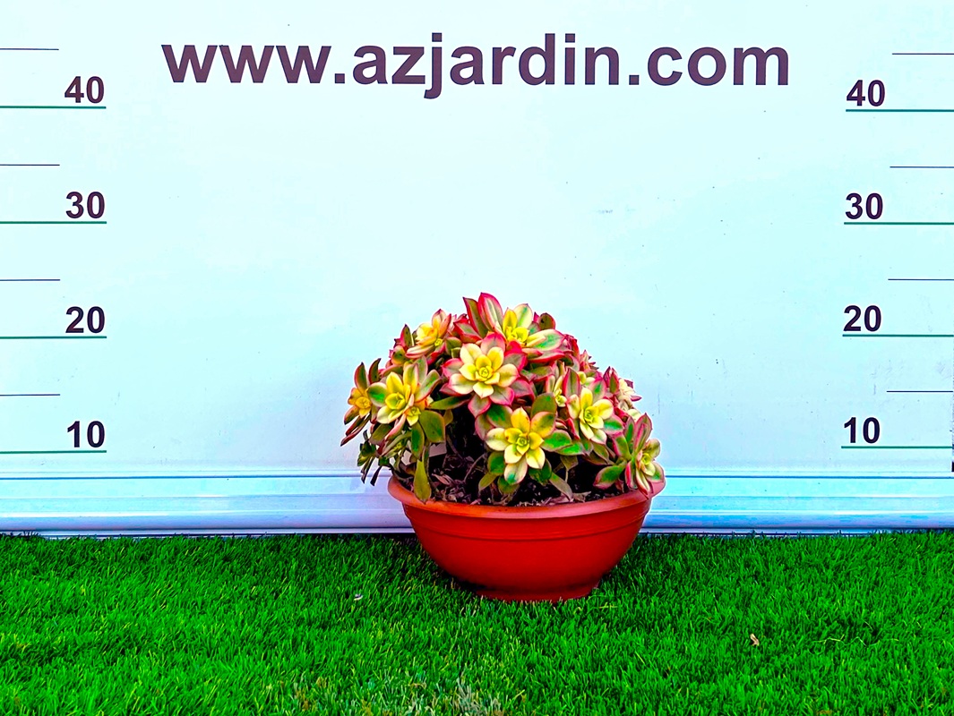 111111200 Planta suculenta Aeonium decorum 'Variegatum' con rosetas de color verde y crema con bordes rojizos para decoración.