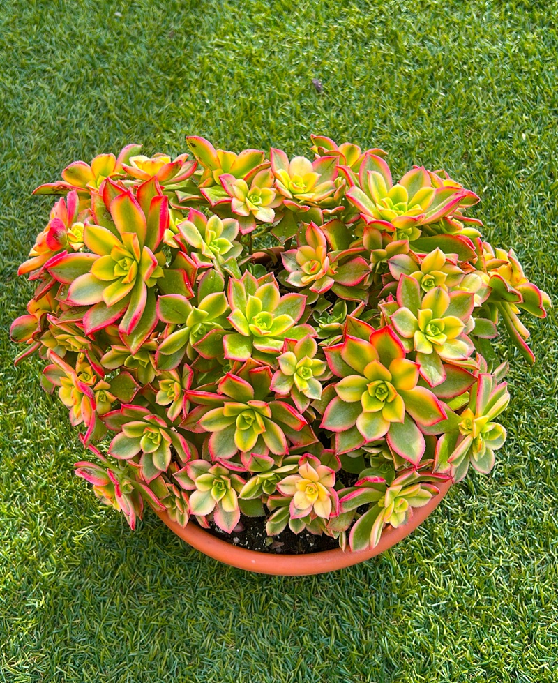 111111200_1 Plano de la parte superior de la Aeonium decorum 'Variegatum'.