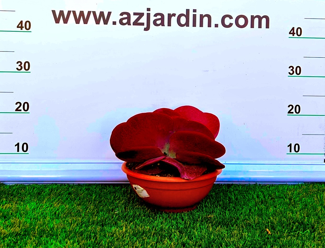 111111202 Planta suculenta Kalanchoe tetraphylla con hojas grandes redondeadas de color verde glauco y bordes rojizos para decoración.