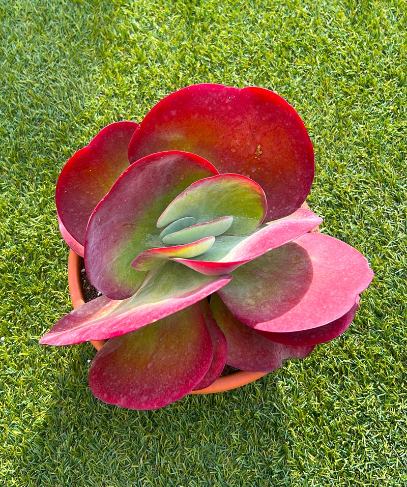 111111202_1 Plano de la parte superior de la Kalanchoe tetraphylla.