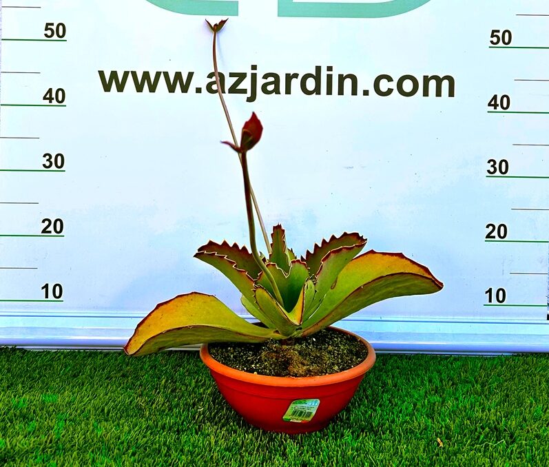 111111203 Planta suculenta Kalanchoe synsepala con hojas grandes de bordes dentados rojizos y estolones para decoración de jardines.