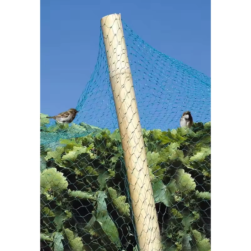 1600043 Malla antipájaros verde instalada sobre un cultivo para proteger la cosecha frente a las aves.