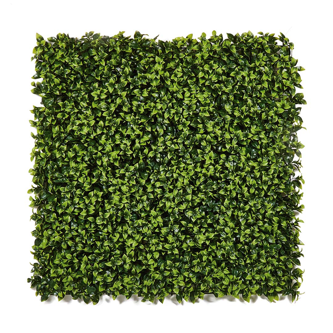 20010000004-108.jpg Loseta cuadrada de Jardín Vertical Boj Balear de 100x100 cm, mostrando una densa cobertura de hojas artificiales verdes con textura realista.