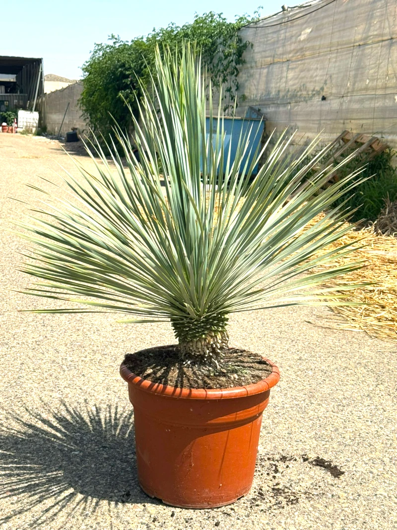 8435434467112 Ejemplar de Yucca Rostrata en formato arbustivo con tronco inicial y roseta esférica de hojas azuladas en maceta terracota C-25L.