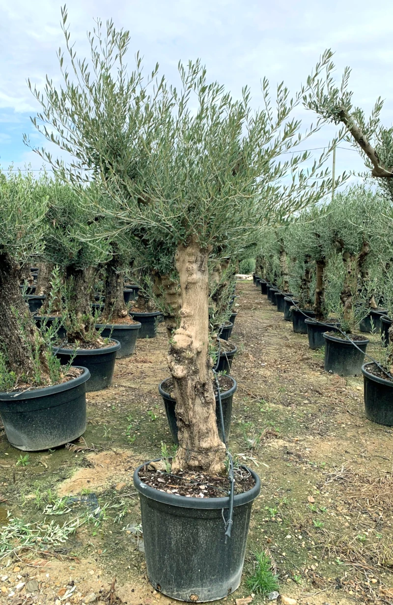 8435434471409 Ejemplar de Olivo Olea Europaea en formato pata alta ramificado con tronco leñoso robusto y frondoso follaje en maceta negra C-110L.
