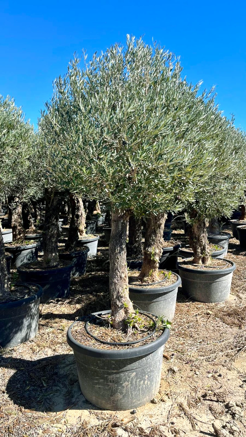 8435434471584 Ejemplar de Olivo Olea Europaea en formato bonsai con tronco leñoso rugoso y copa densa en maceta negra C-170L.