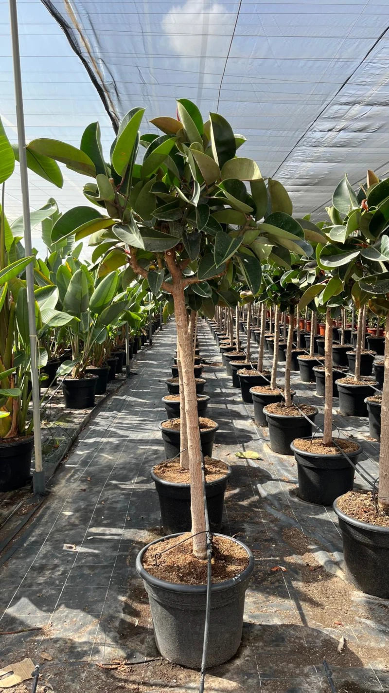 8435434471997 Ejemplar de Ficus Elástica Decora formado en copa con tronco erguido y frondoso follaje verde brillante en maceta negra C-65L.
