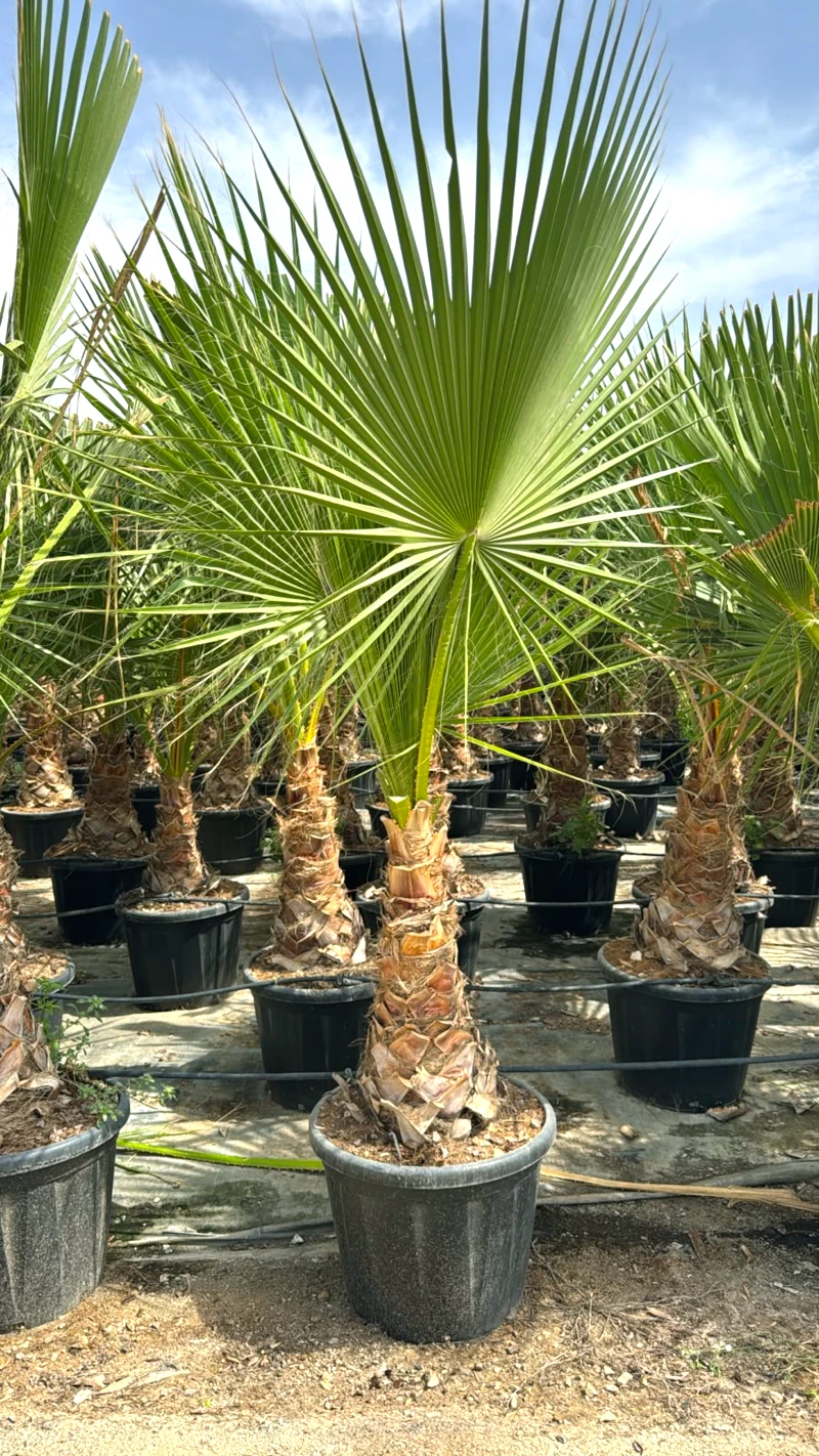 8435434473519 Ejemplar de palmera Washingtonia Filifera en formato palmácea con frondas verdes en abanico y tronco leñoso en maceta negra C-80L.