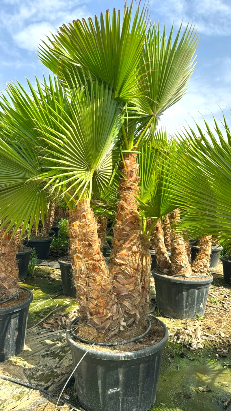 8435434473540 Ejemplar de palmera Washingtonia Robusta en formato palmácea cultivado en grupo multitronco con frondas verdes en maceta negra de gran volumen.