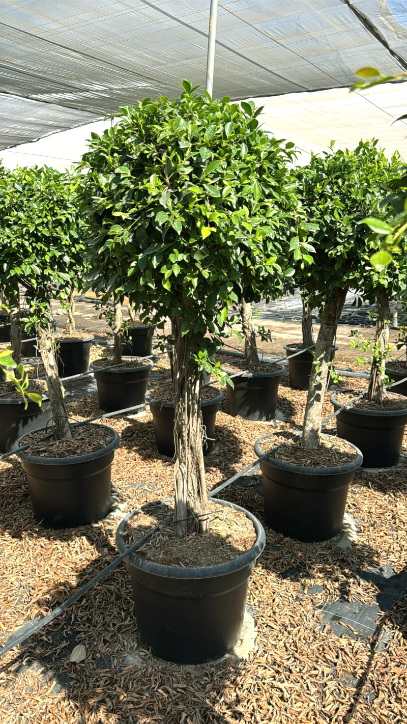 8435434473779 Ejemplar de Ficus Nitida en formato copa con tronco erguido y copa densa verde en maceta negra C-65L.