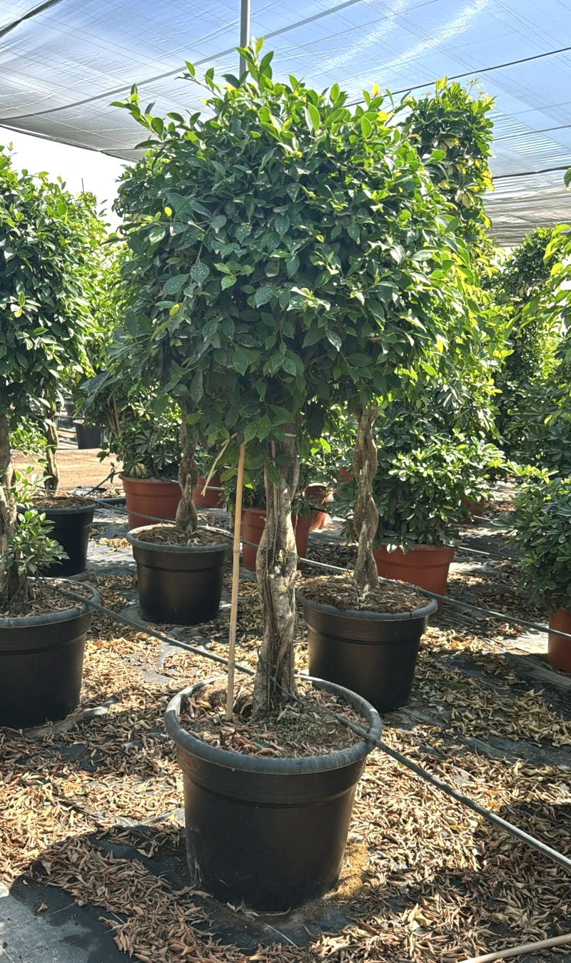 8435434473786 Ejemplar de Ficus Nitida en formato copa con tronco leñoso trenzado y copa densa verde en maceta negra C-65L.