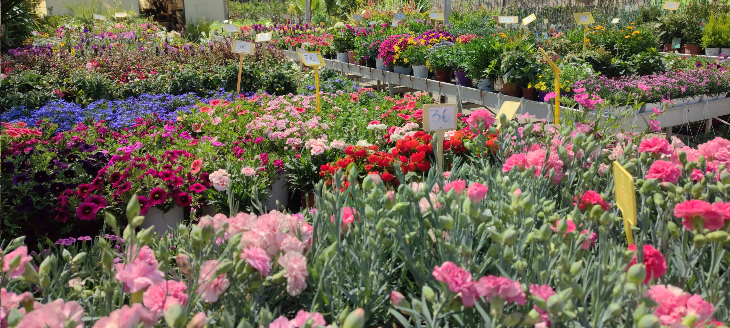 flores elegidas