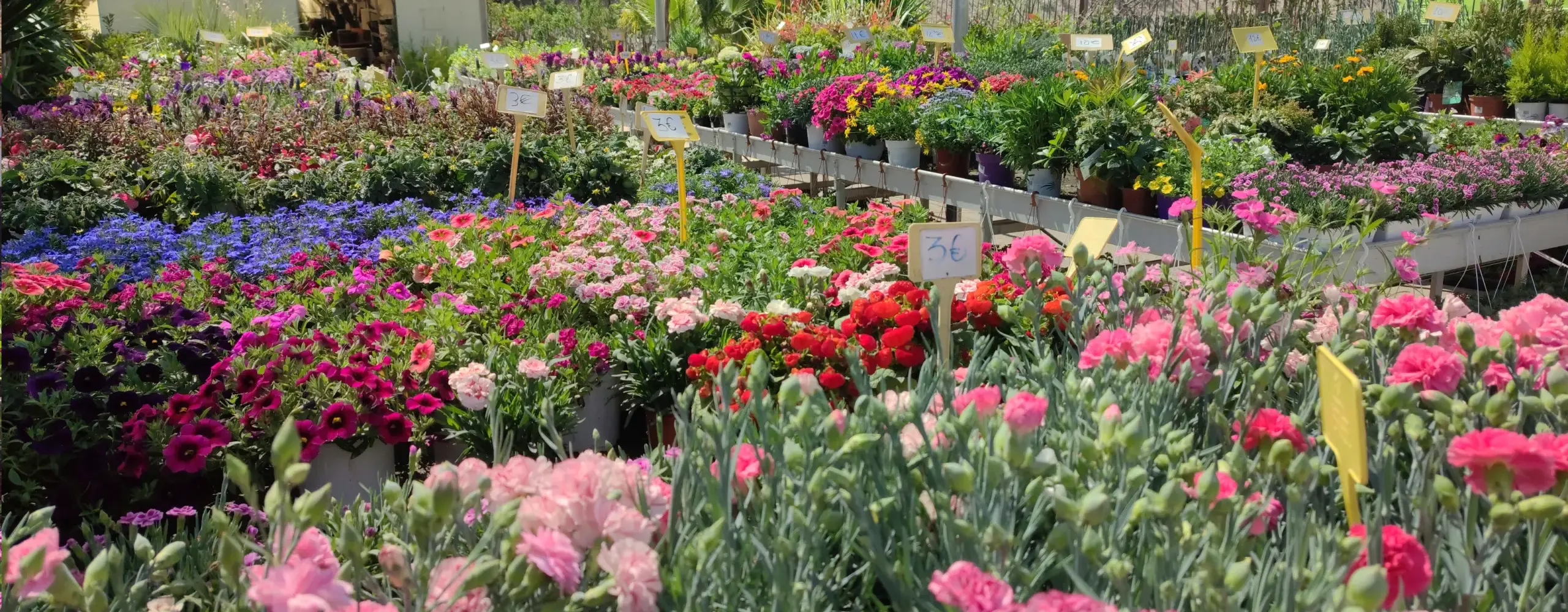 flores elegidas