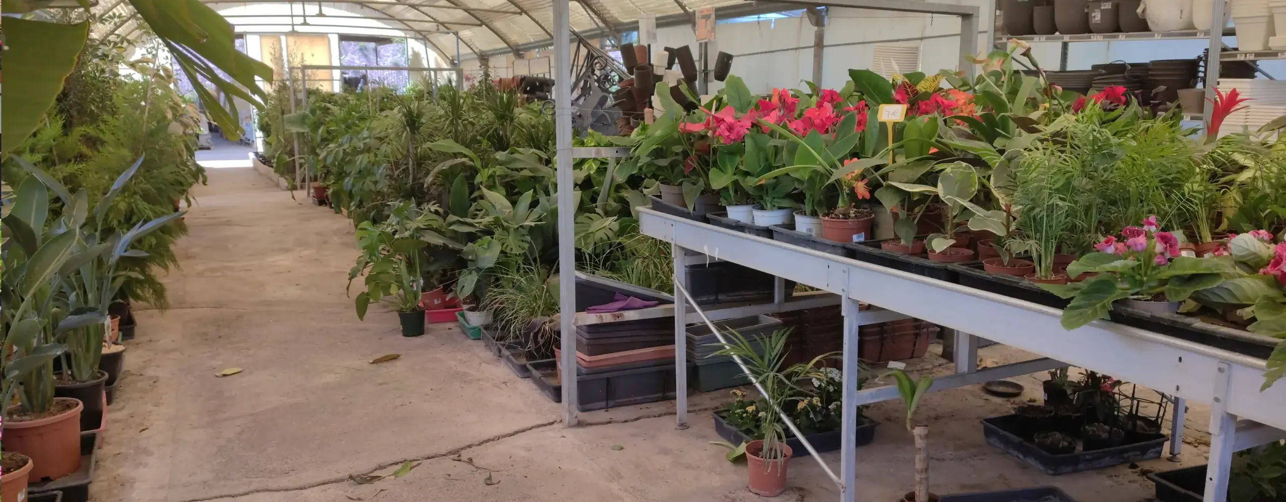 flores interiores